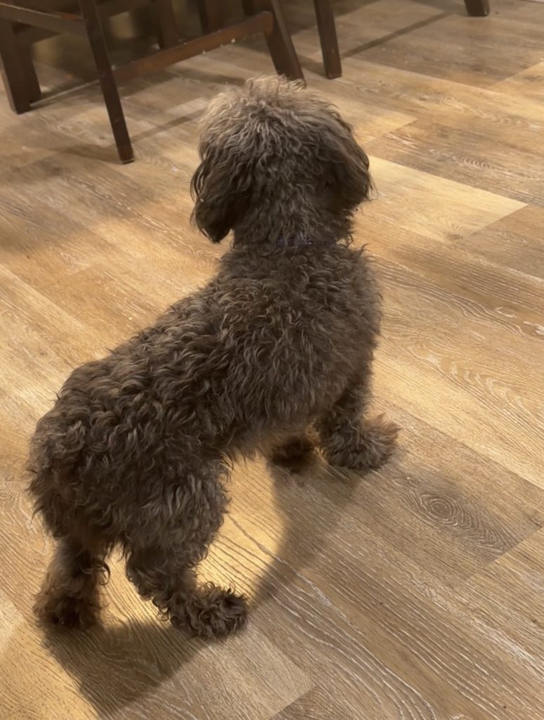 Kai, lost dog, Poodle