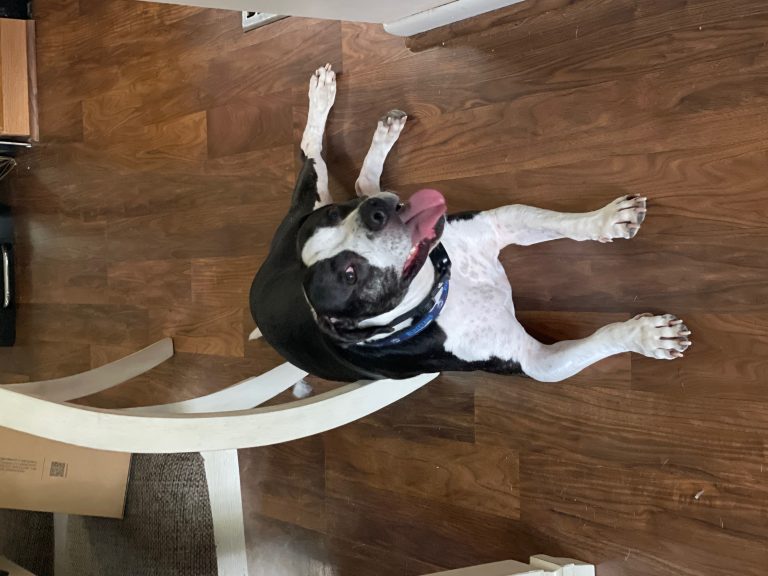 Teriyaki, lost dog, Pit bull