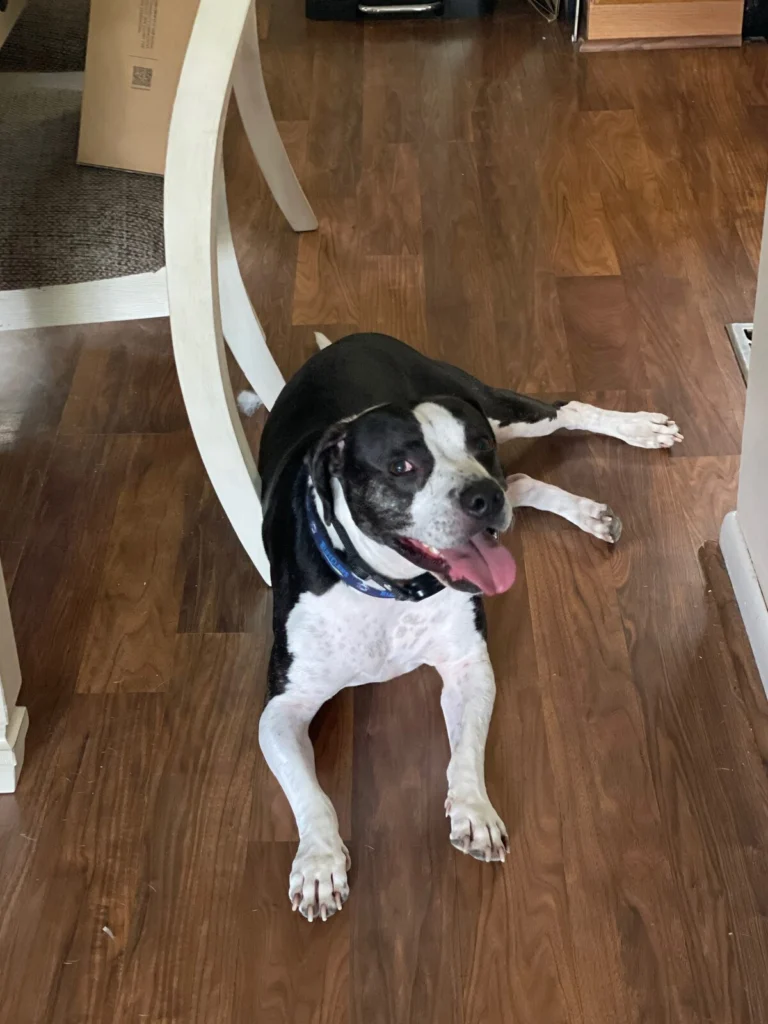 Teriyaki, lost dog, Pit bull