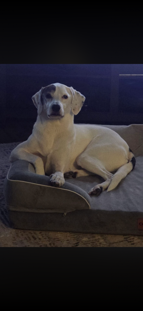 Callie, lost dog, Fox hound mix