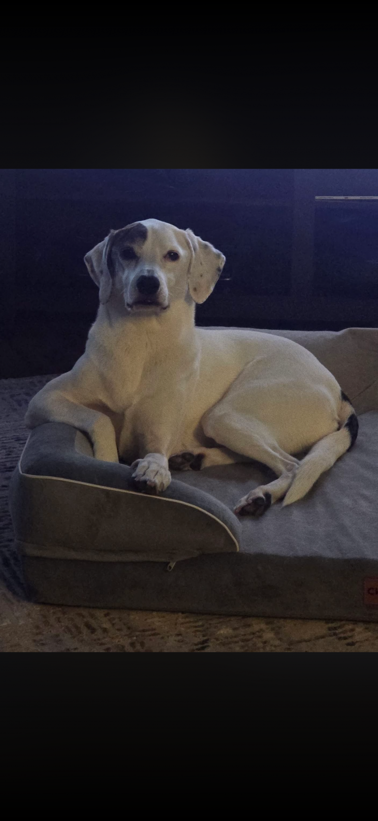 Callie, lost dog, Fox hound mix