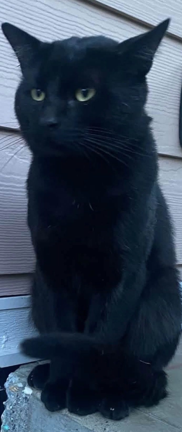 Panther, lost cat, Shorthair