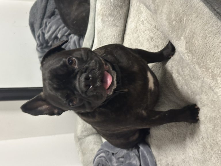 Frank, lost dog, French bulldog