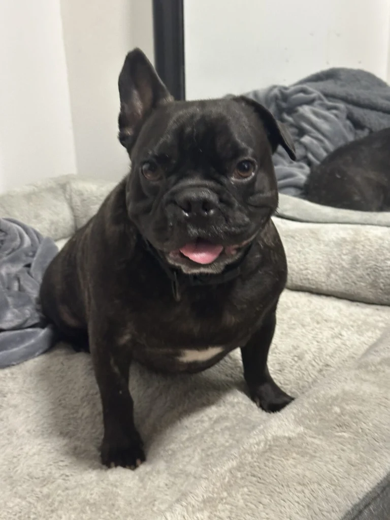 Frank, lost dog, French bulldog