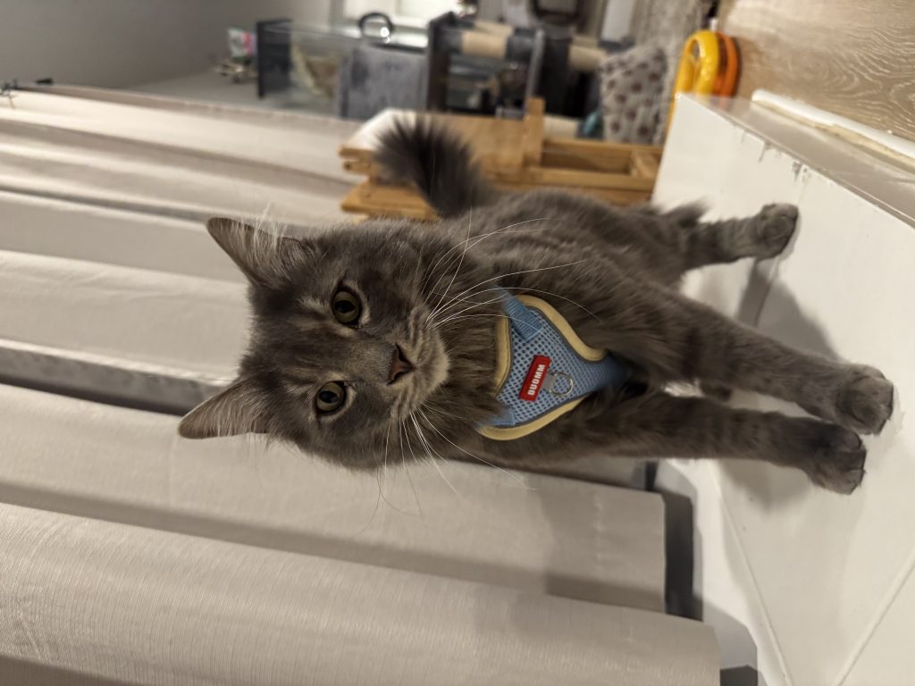 Dennis, lost cat, Male