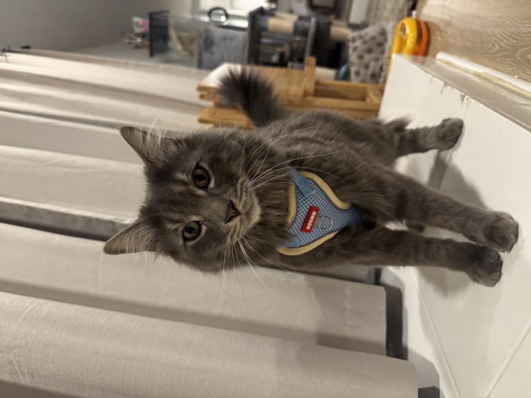 Dennis, lost cat, Male