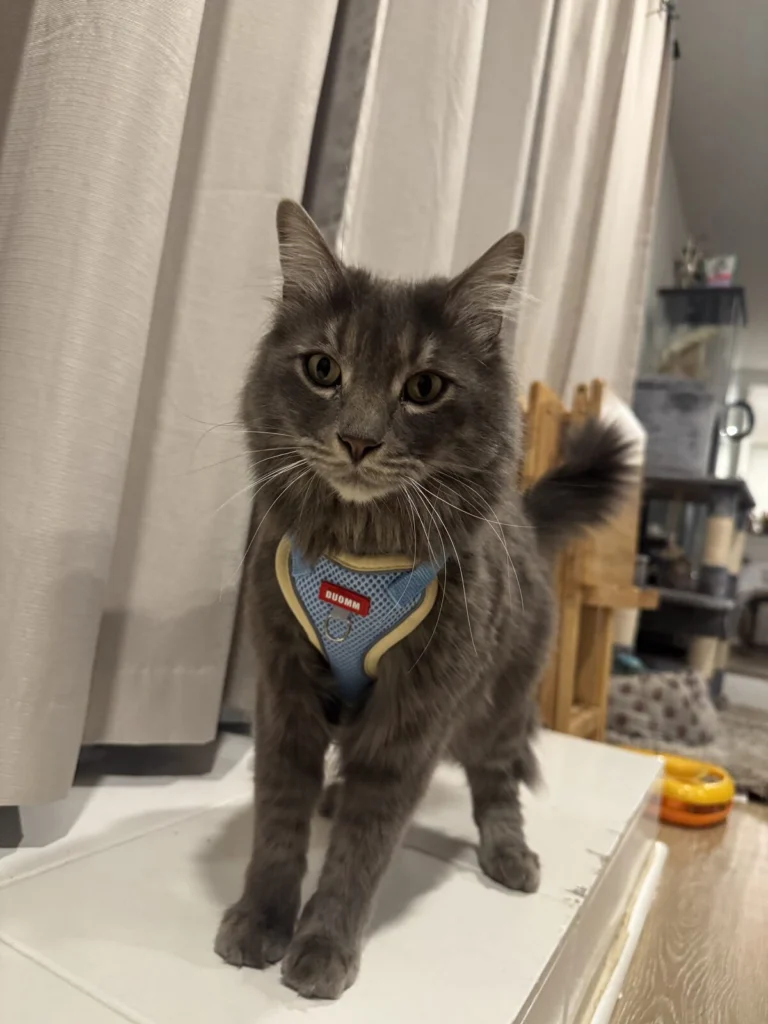 Dennis, lost cat, Male