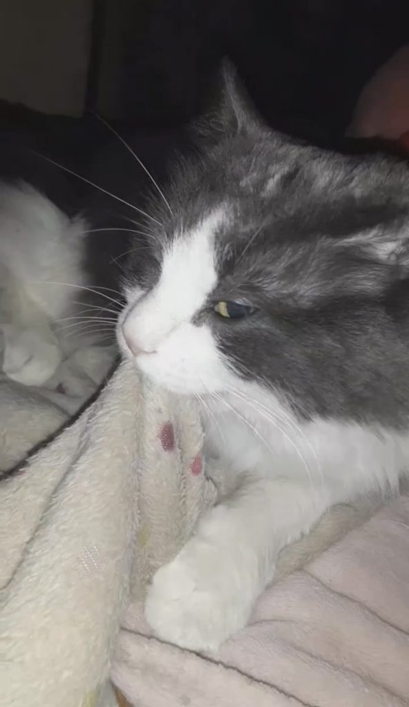 Kitters, lost cat, Ragdoll