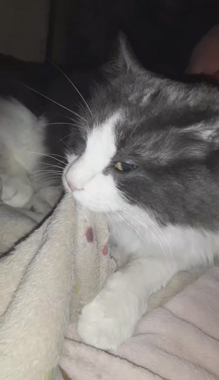 Kitters, lost cat, Ragdoll