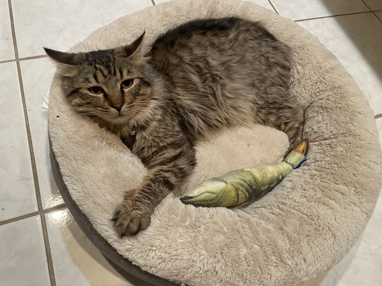 Atlas, lost cat, Domestic Medium Hair