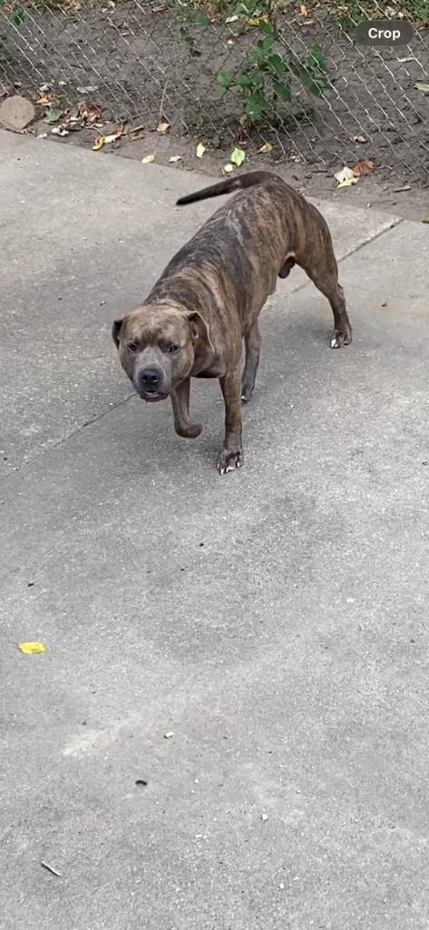 Tank, lost dog, Pitbull