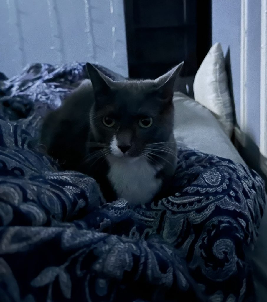 Party, lost cat, N/a