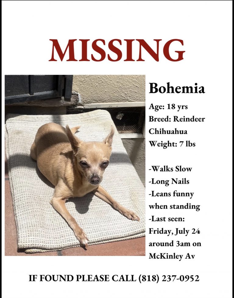 Bohemia, lost dog, Chihuahua