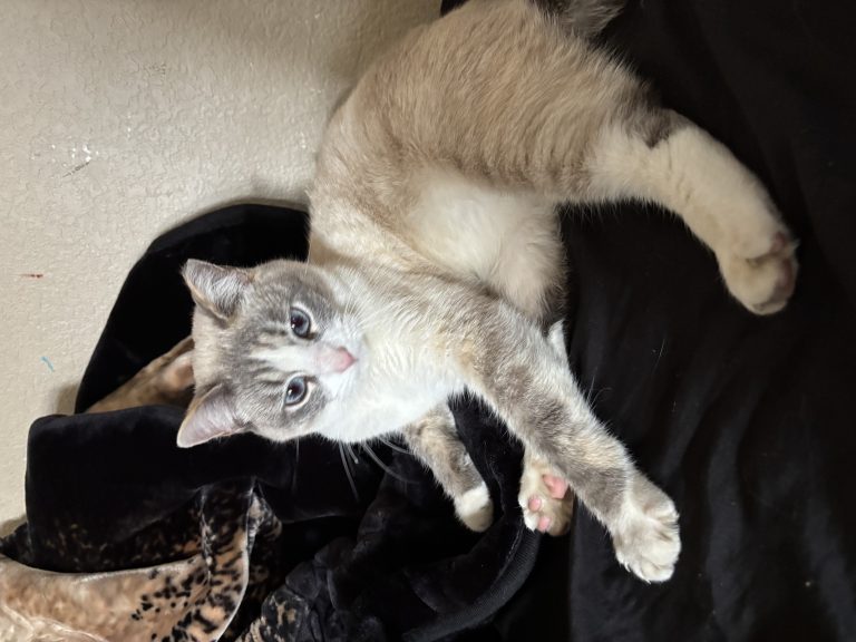 Whiskers, lost cat, lynx point siamese