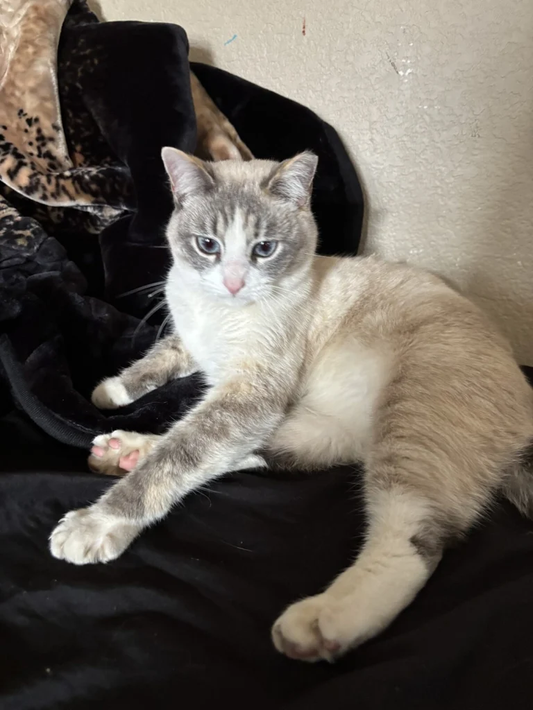 Whiskers, lost cat, lynx point siamese