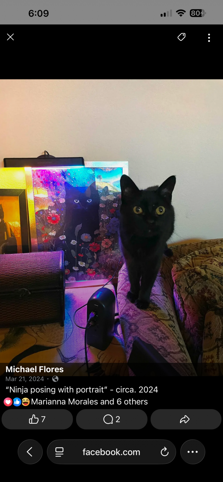 Ninja, lost cat, Unknown