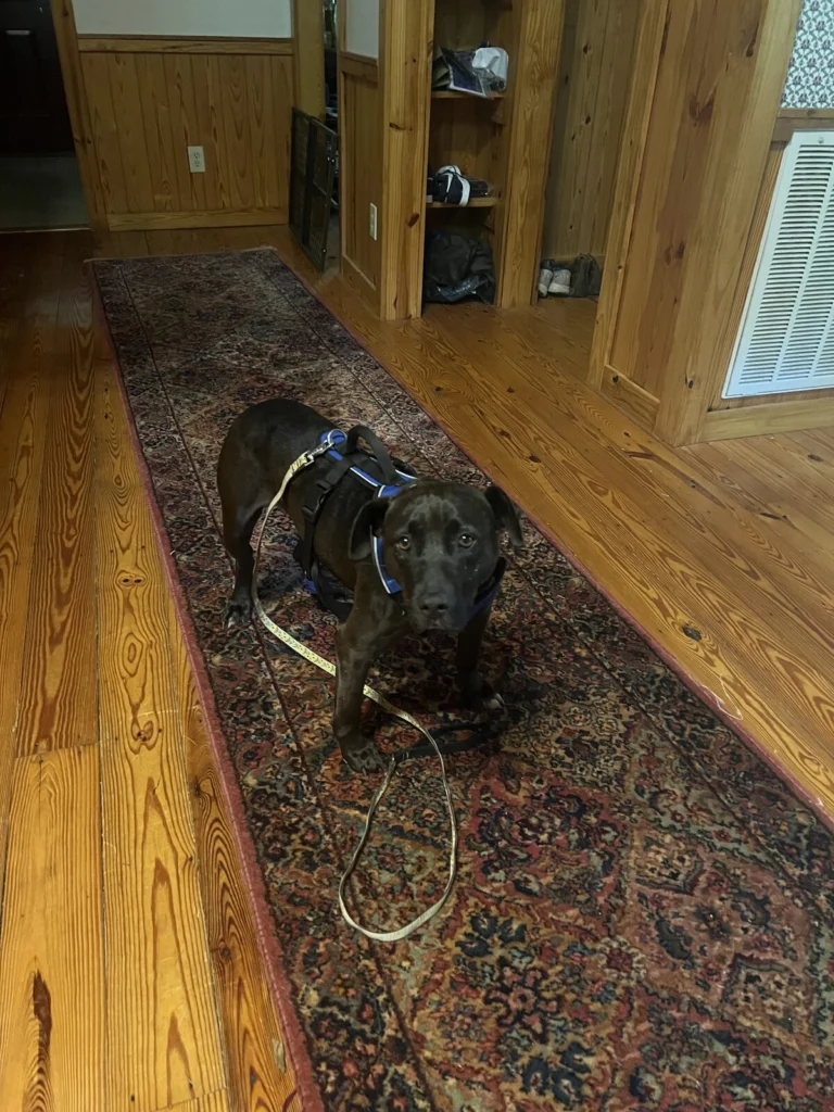 Lauren, lost dog, Pitt mix