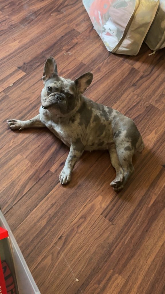 Stella, lost dog, Frenchie