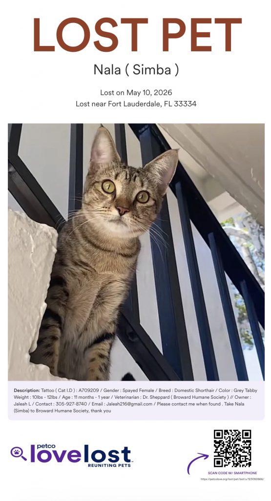 Nala (Simba), lost cat, Domestic shorthair