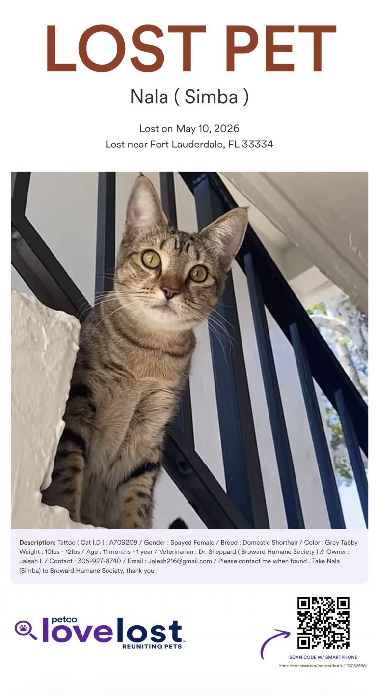 Nala (Simba), lost cat, Domestic shorthair
