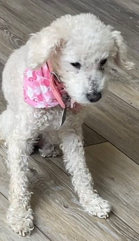 Lola, lost dog, Poodle