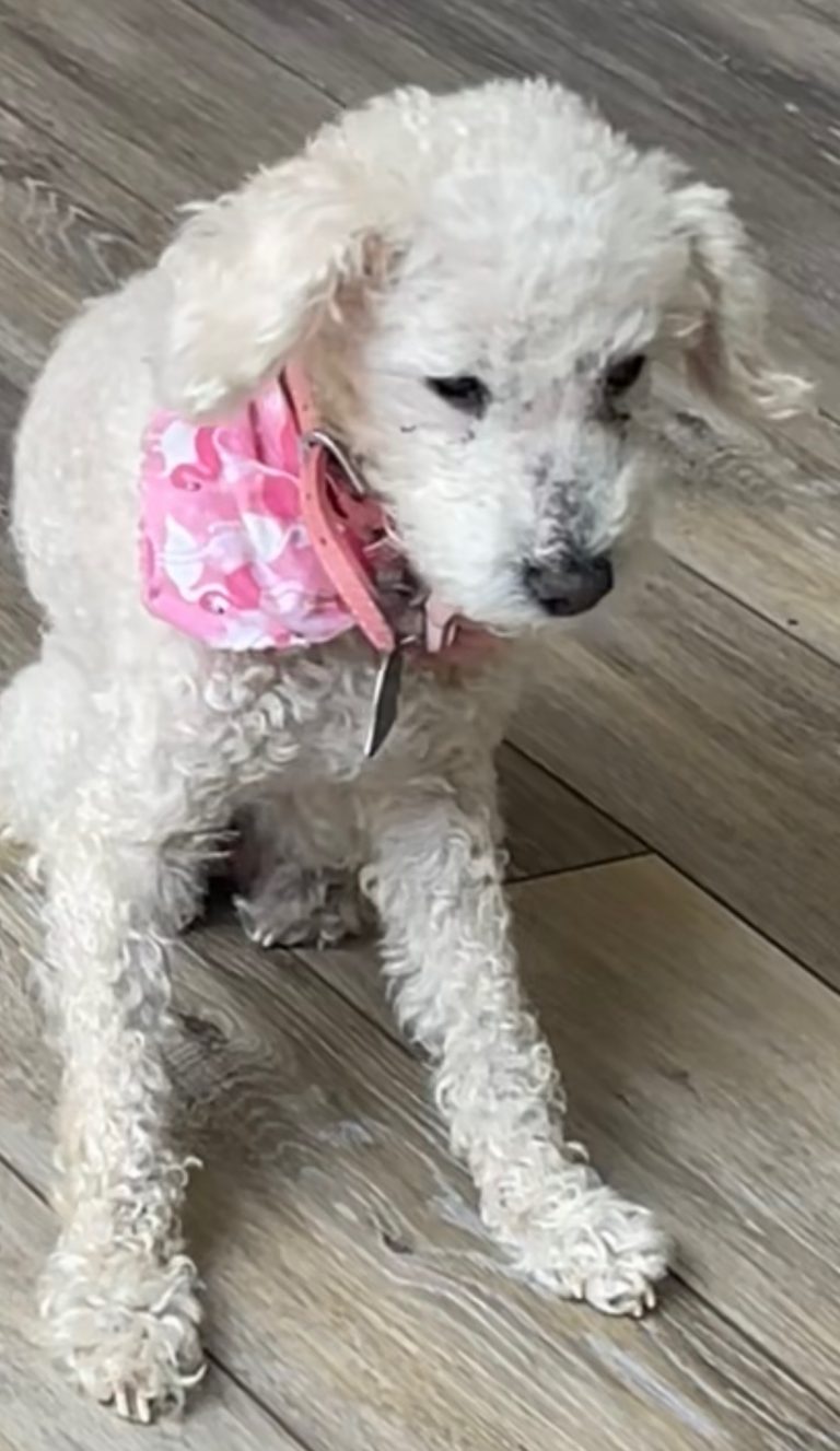 Lola, lost dog, Poodle