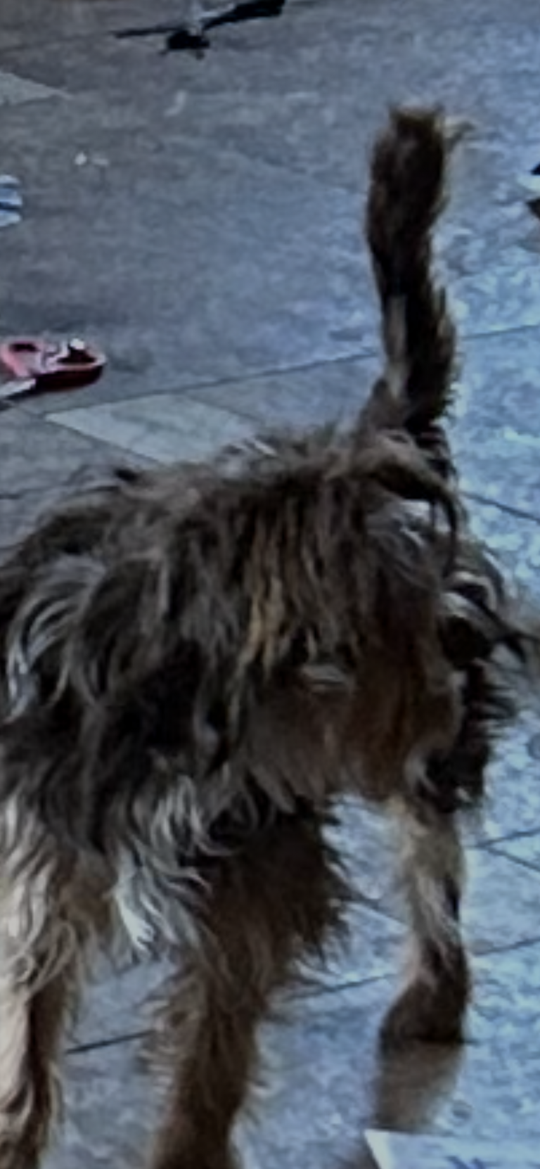 Bam Bam, lost dog, Chihuahua Yorkie