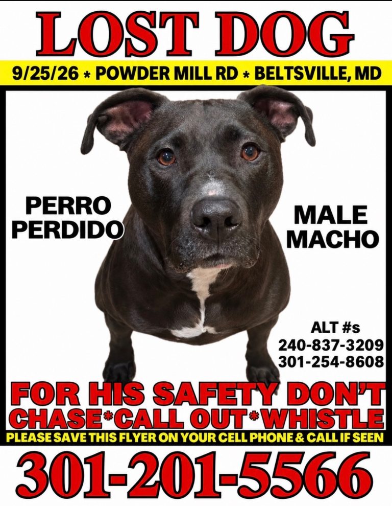 Oreo, lost dog, Pitbull