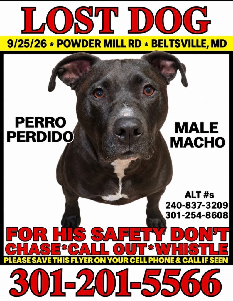 Oreo, lost dog, Pitbull