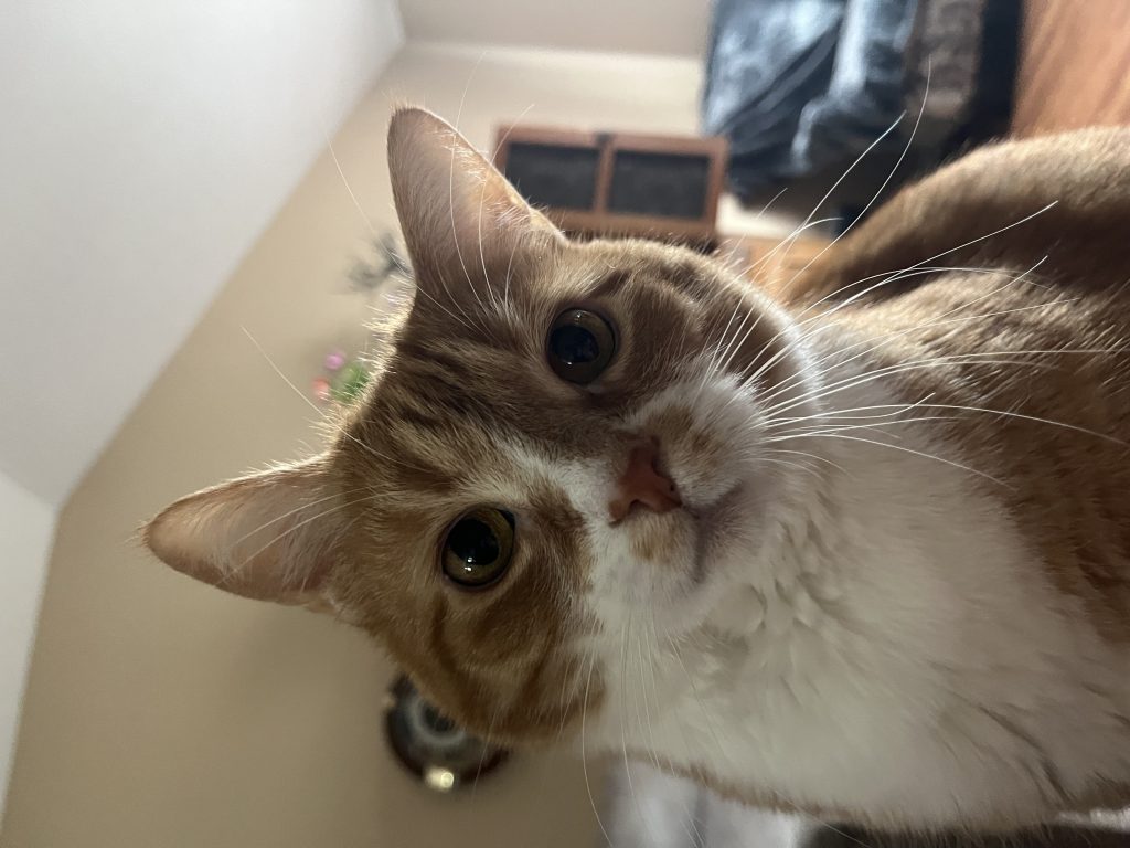 Tigger, lost cat, Tabby