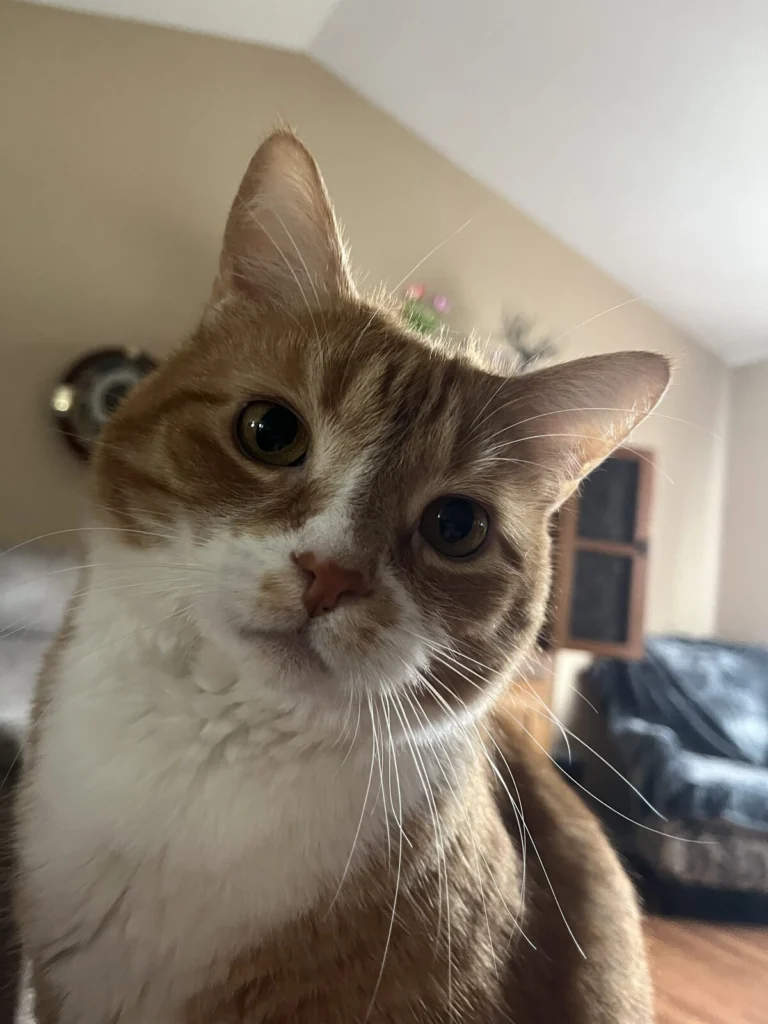 Tigger, lost cat, Tabby