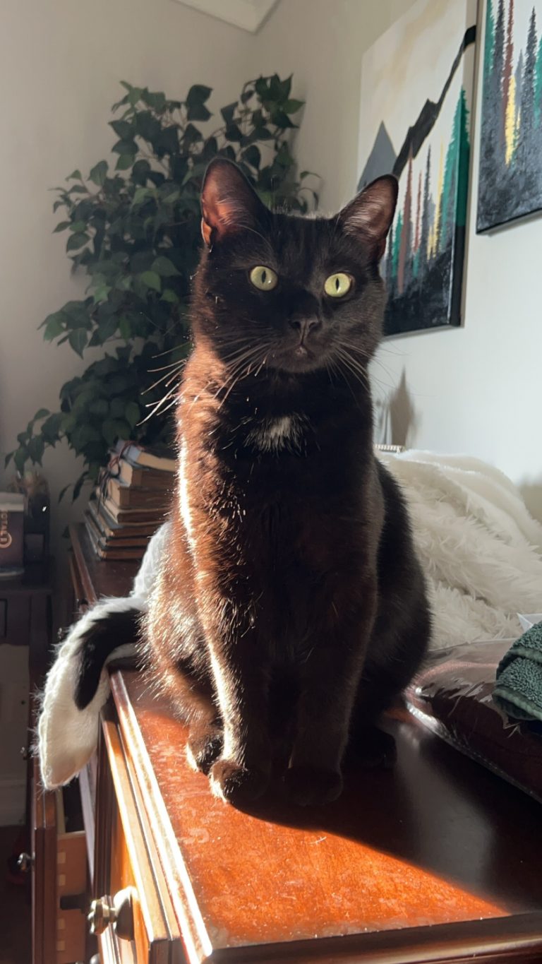 Crow, lost cat, Domestic Short Hair