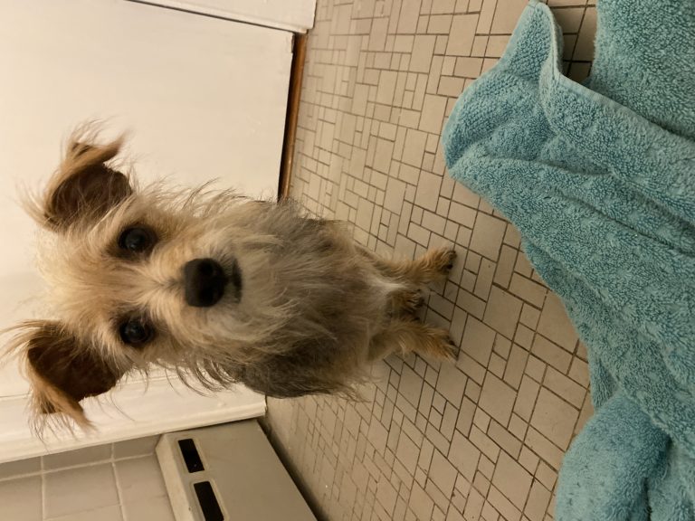 Virgil, lost dog, Yorkie