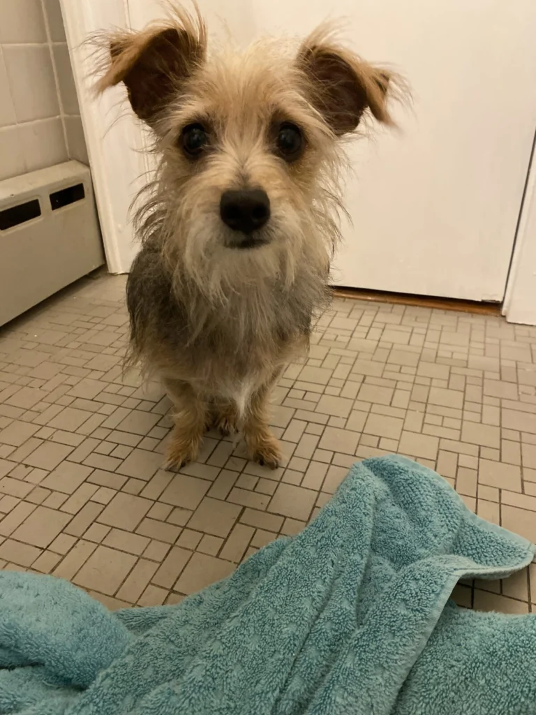 Virgil, lost dog, Yorkie