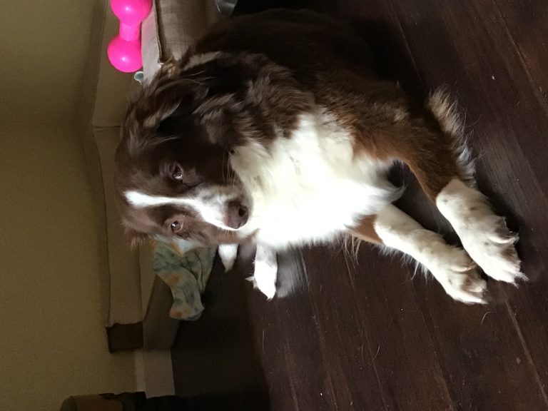 Hope, lost dog, Mini Australian shepherd