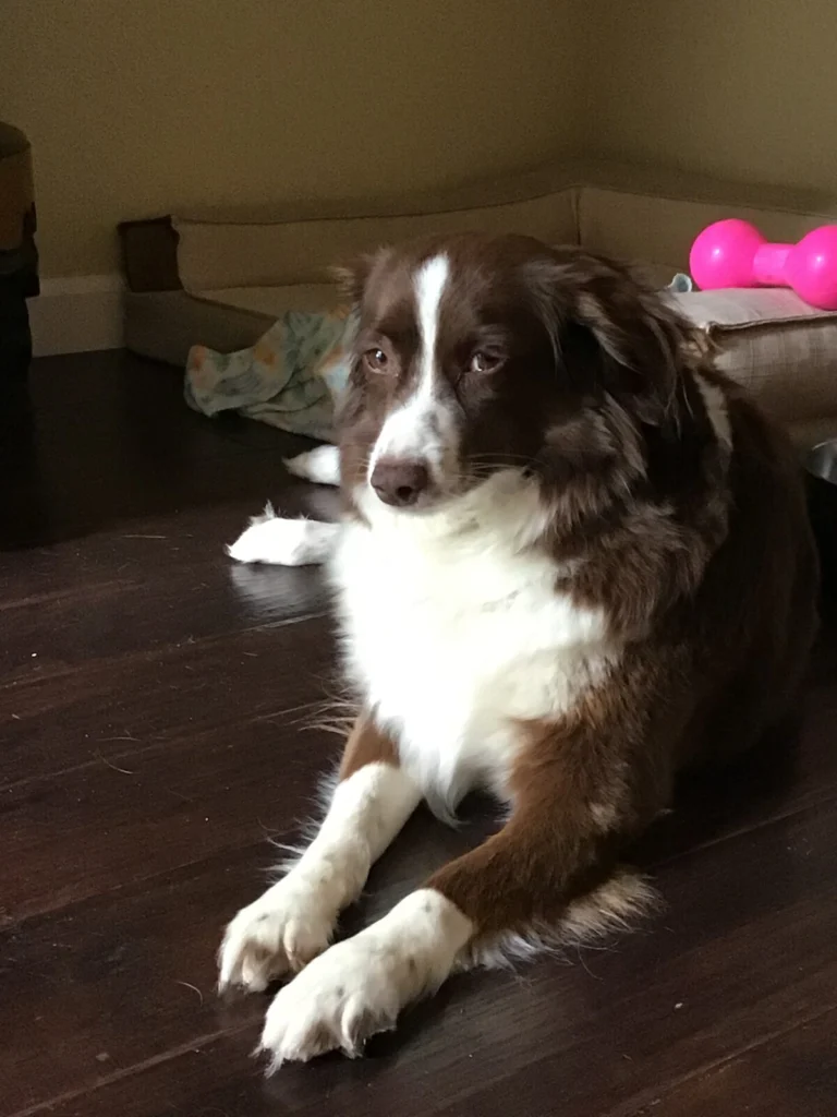 Hope, lost dog, Mini Australian shepherd