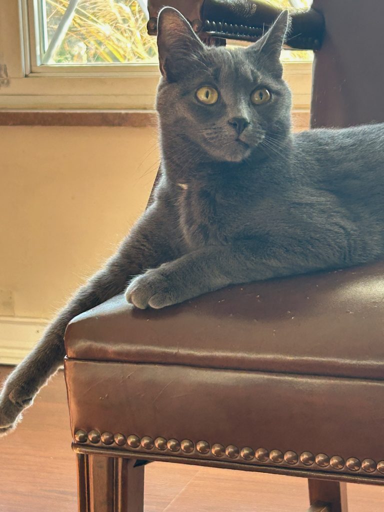 Silvers, lost cat, Russian Blue