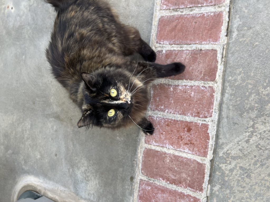 ANGEL, lost cat, Unknown