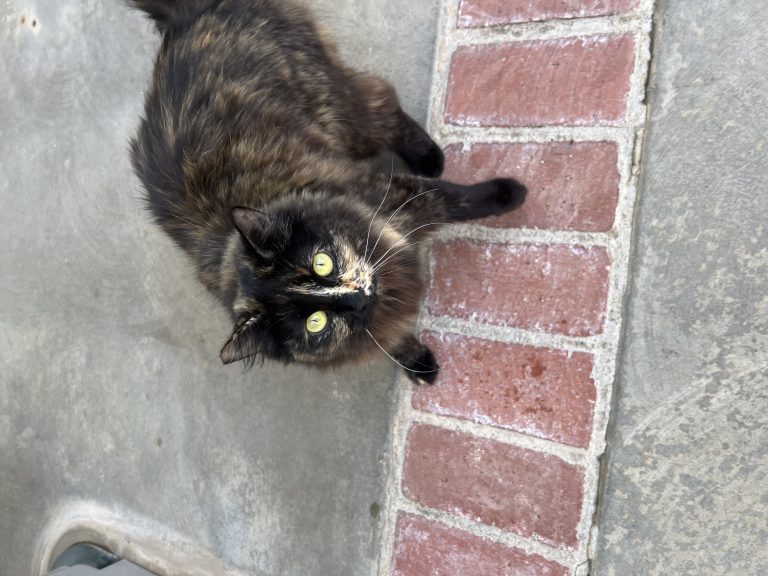 ANGEL, lost cat, Unknown