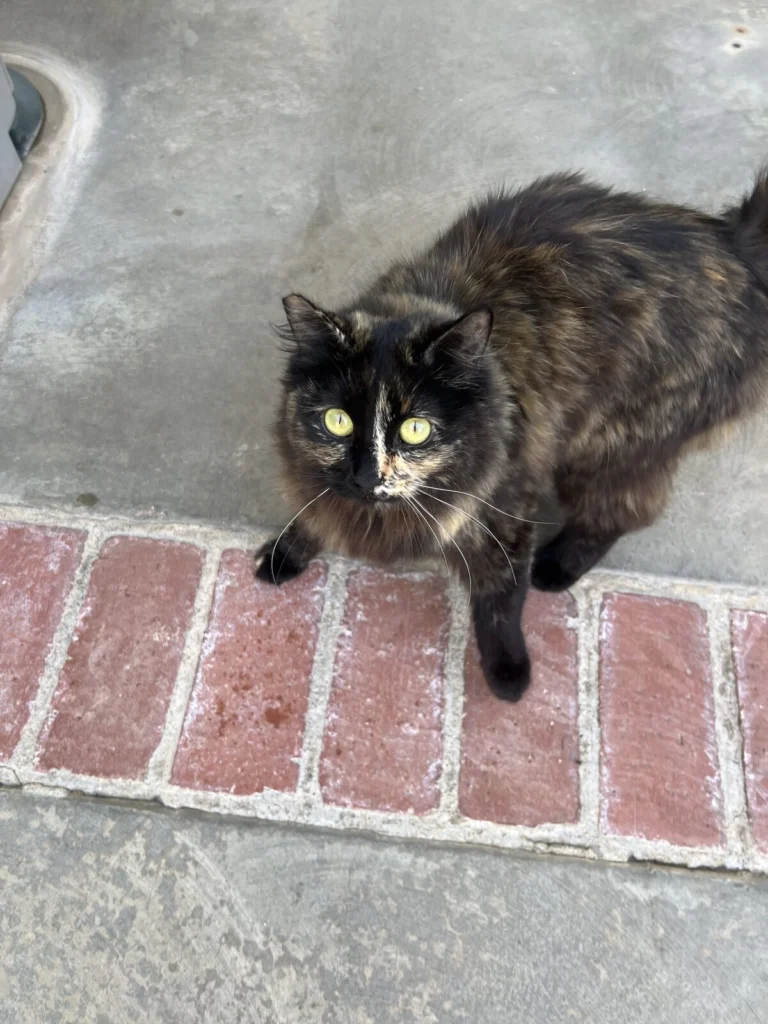 ANGEL, lost cat, Unknown