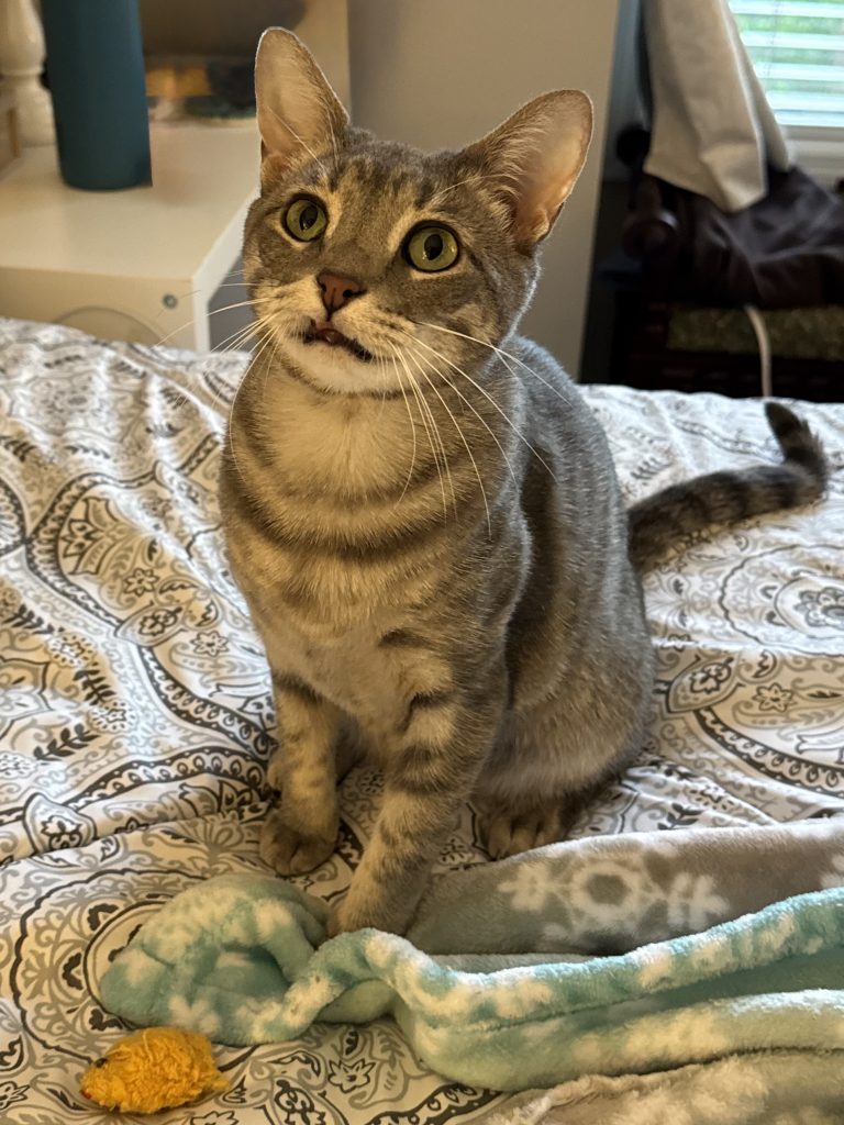 Lola, lost cat, Grey Tabby