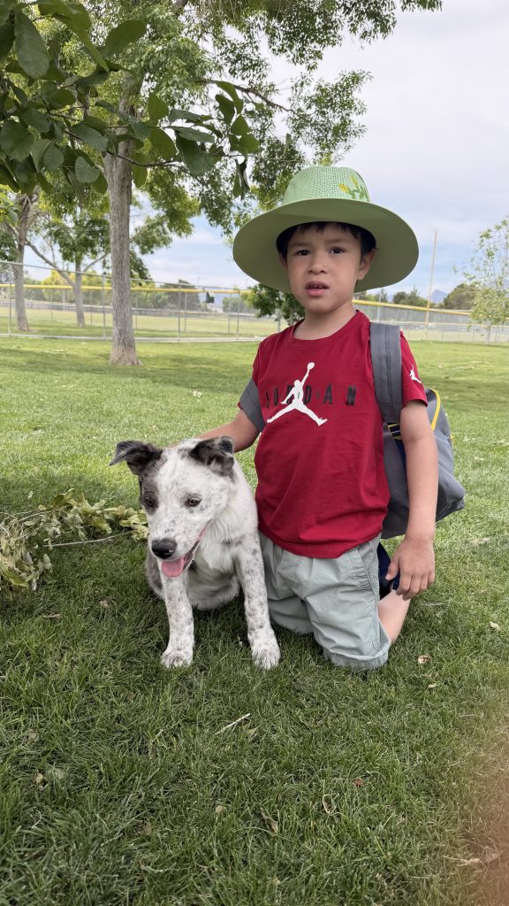 Pitufo, lost dog, Heeler