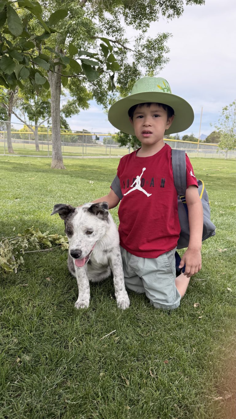 Pitufo, lost dog, Heeler