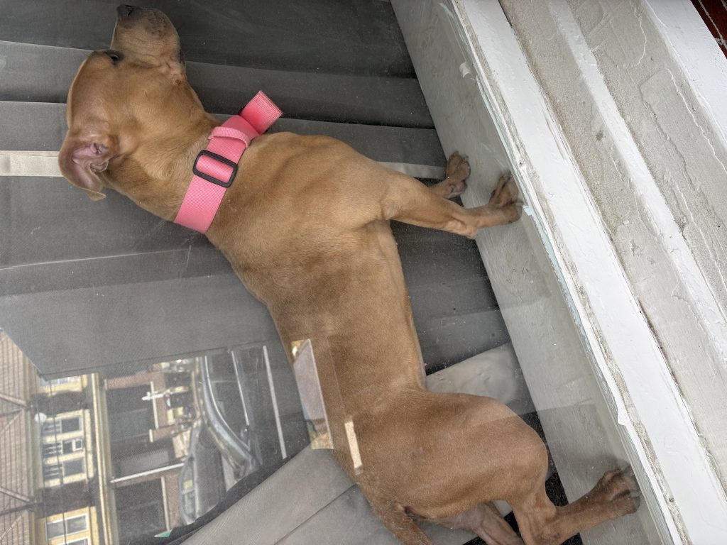 Hazel, lost dog, Pitbull