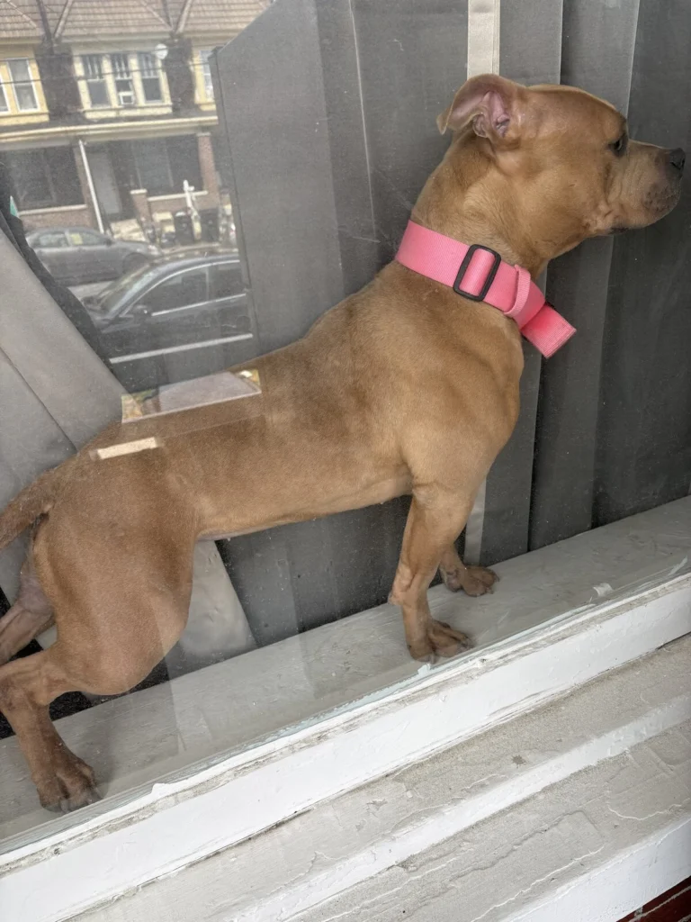 Hazel, lost dog, Pitbull