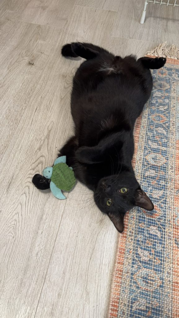 Atlas, lost cat, Domestic short hair