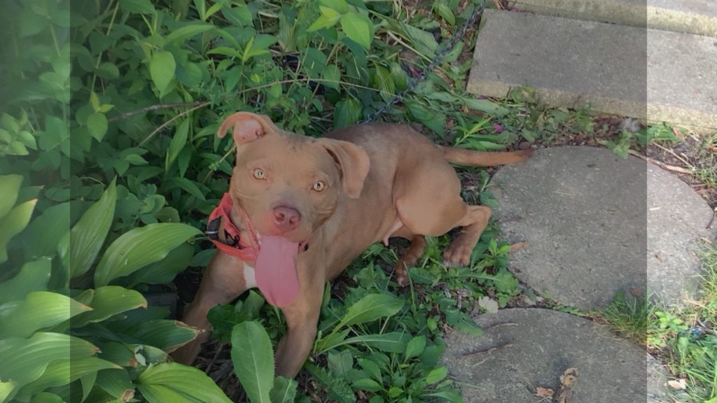 Mya, lost dog, American bulldog terrie