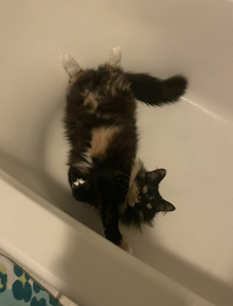 Mona, lost cat, Long-hair