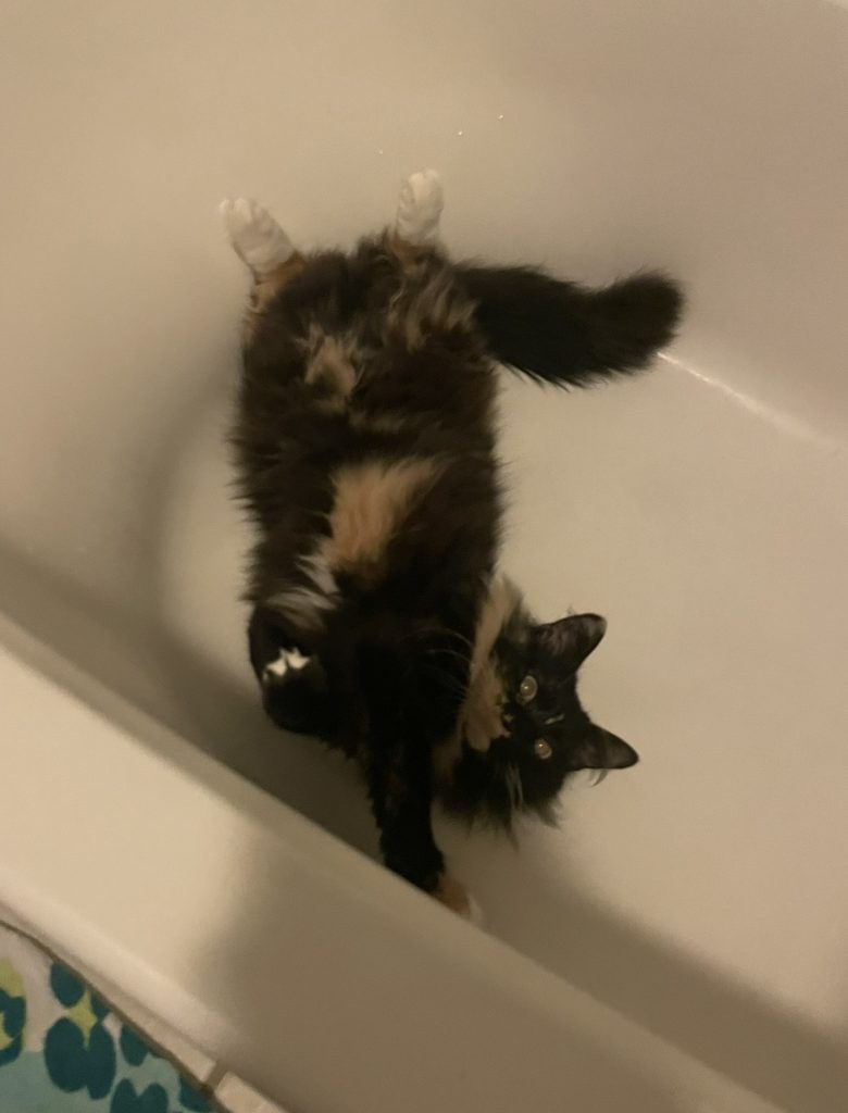 Mona, lost cat, Long-hair