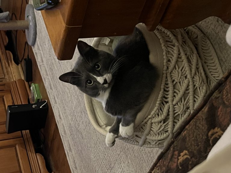 Oliver, lost cat, Short hair